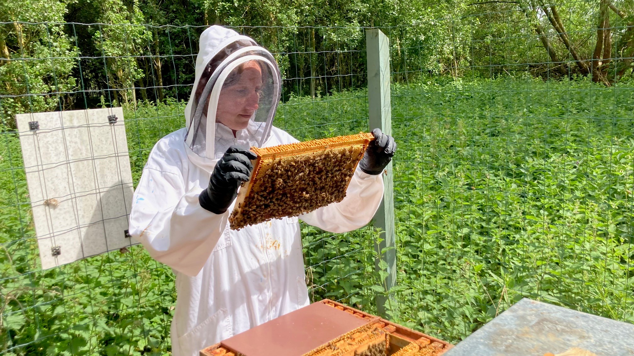 Jenny Shelton beekeeping Jenny Shelton beekeeping