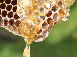 honey drop honey drop